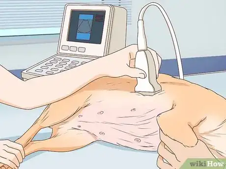 Image intitulée Tell if a Dog Is Pregnant Step 13