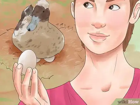 Image intitulée Breed Ducks Step 4