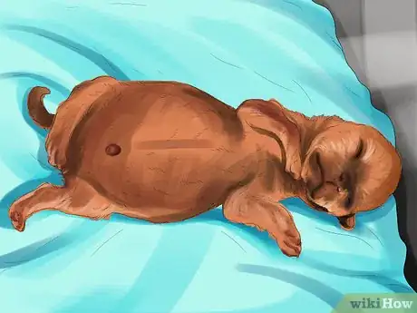 Image intitulée Spot Health Problems in Newborn Puppies Step 4
