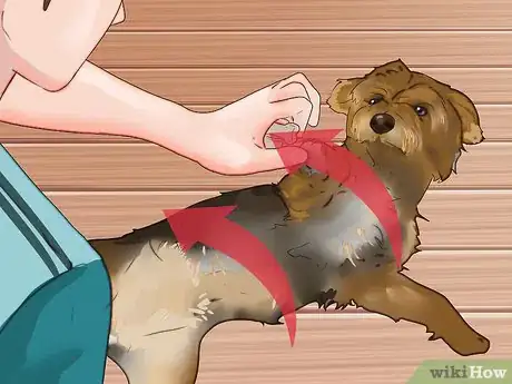 Image intitulée Train a Yorkie Step 21
