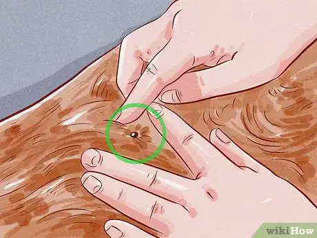 Image intitulée Tell if Your Dog Has Fleas Step 3