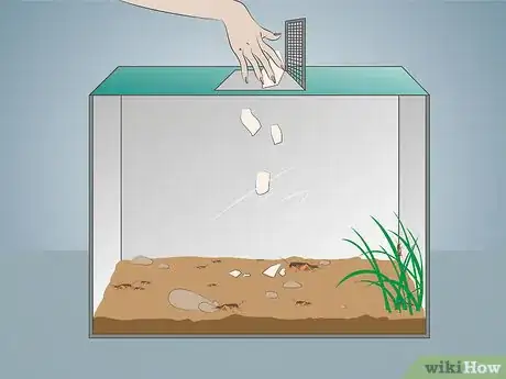Image intitulée Keep Crickets Alive Step 2