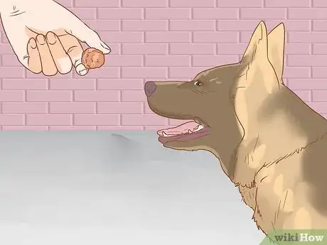 Image intitulée Stop a Dog from Urinating Inside After Going Outside Step 5