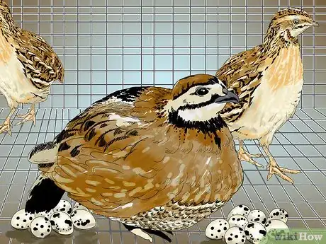 Image intitulée Raise Quail Step 22