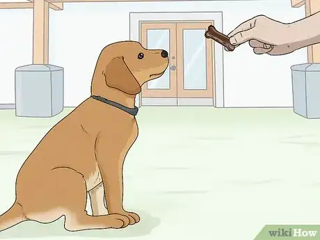 Image intitulée Train Labrador Retrievers Step 3