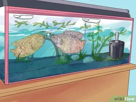 Image intitulée Breed Gouramis Step 12