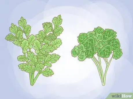 Image intitulée Grow Parsley Step 1