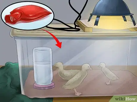 Image intitulée Hatch a Mallard Duck Egg Step 12