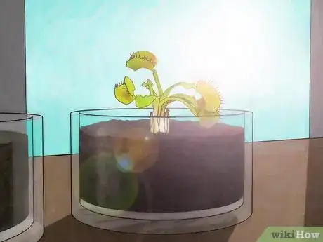 Image intitulée Grow a Venus Flytrap Step 7