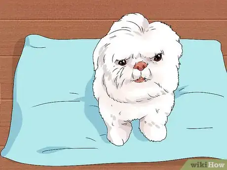 Image intitulée Groom Shih Tzus Step 2