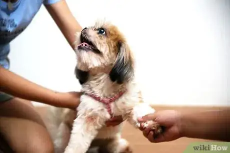 Image intitulée Play With Your Puppy Step 3