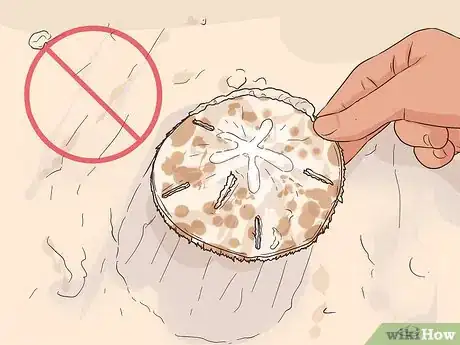 Image intitulée Find Sand Dollars Step 12