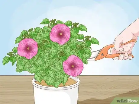 Image intitulée Winterize a Perennial Hibiscus Step 10