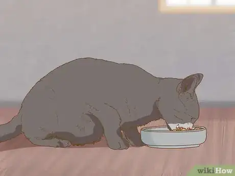 Image intitulée Change an Outdoor Cat Into an Indoor Cat Step 5