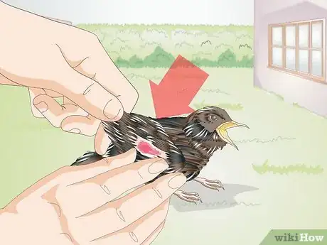 Image intitulée Feed Wild Baby Birds Step 11