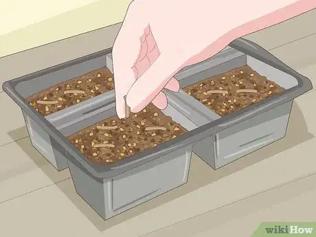 Image intitulée Plant Desert Rose Seeds Step 8