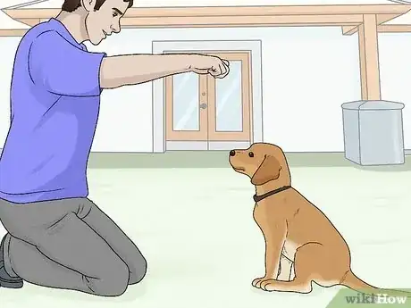 Image intitulée Train Labrador Retrievers Step 1