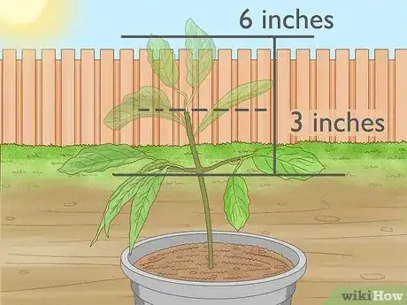 Image intitulée Prune an Avocado Tree in a Pot Step 2
