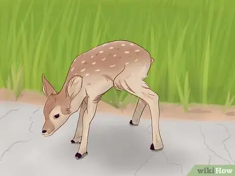 Image intitulée Tell a Fawn's Age Step 12