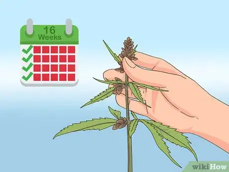 Image intitulée Harvest Hemp Step 6