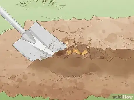 Image intitulée Cure Daffodil Bulbs for Replanting Step 3