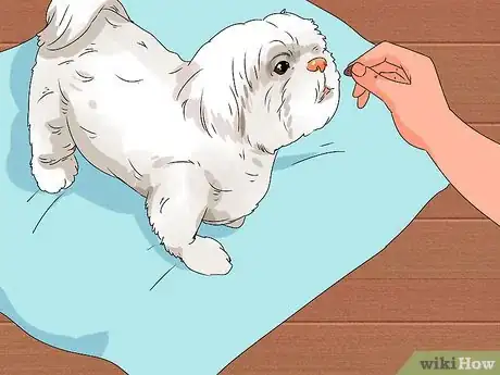 Image intitulée Groom Shih Tzus Step 3