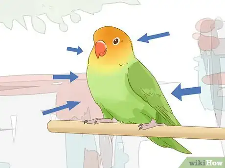 Image intitulée Breed Lovebirds Step 4