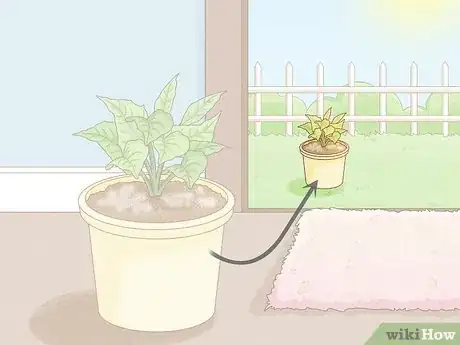 Image intitulée Get Rid of Mold on Houseplants Step 6