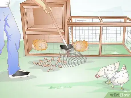 Image intitulée Feed Laying Hens Step 9