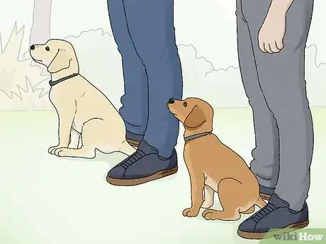 Image intitulée Train Labrador Retrievers Step 8