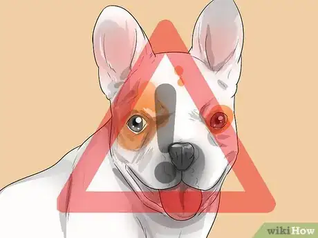 Image intitulée Train French Bulldogs Step 3