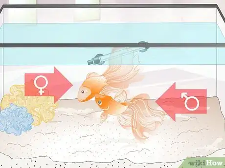 Image intitulée Tell if Your Goldfish Is an Adult Step 7
