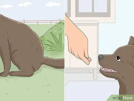 Image intitulée House Train Your Dog Step 9