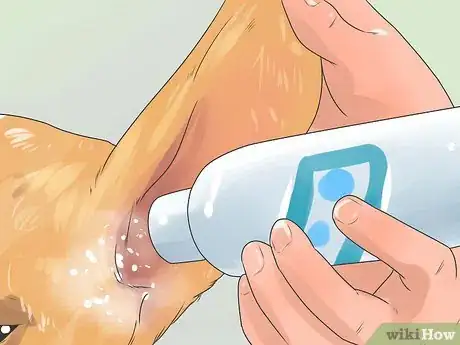 Image intitulée Take Care of a Beagle Puppy Step 30