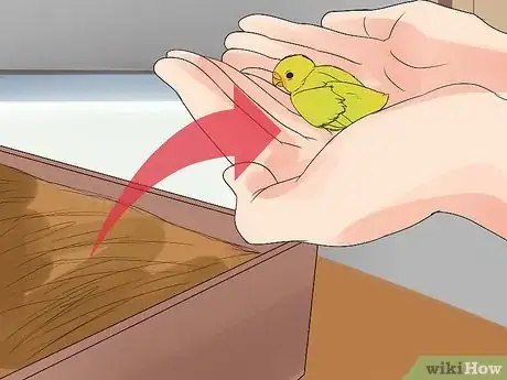 Image intitulée Care for Your Baby Budgie Step 7