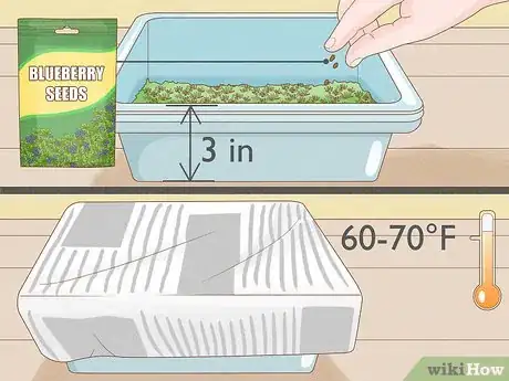 Image intitulée Grow Blueberries Step 12
