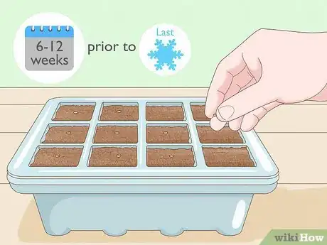 Image intitulée Grow Parsley Step 7