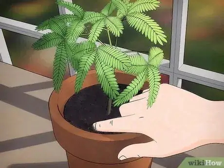 Image intitulée Grow a Sensitive Plant (Mimosa pudica) Step 8