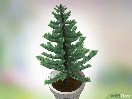 Image intitulée Care for a Norfolk Pine Step 1