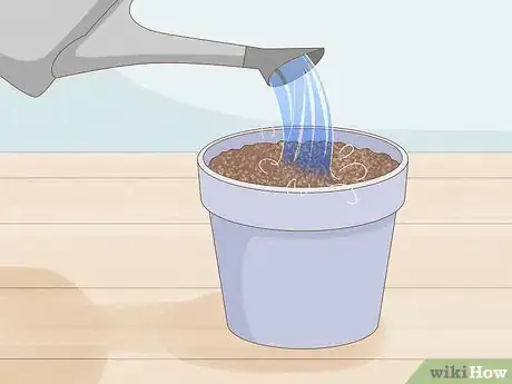 Image intitulée Grow Gardenia from Cuttings Step 5