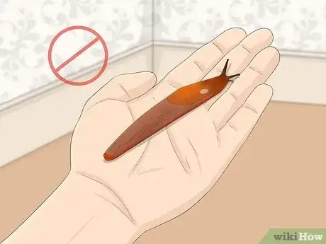 Image intitulée Care for Slugs Step 11