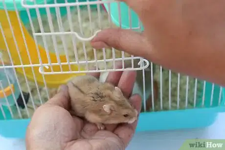 Image intitulée Care for a Hamster Step 15