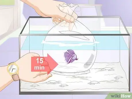 Image intitulée Acclimate Your Betta Step 7