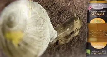prendre soin d'escargots