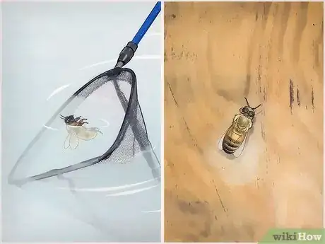 Image intitulée Care for an Injured Honeybee Step 2