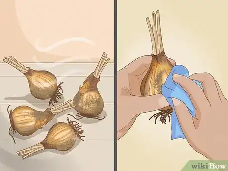 Image intitulée Cure Daffodil Bulbs for Replanting Step 6