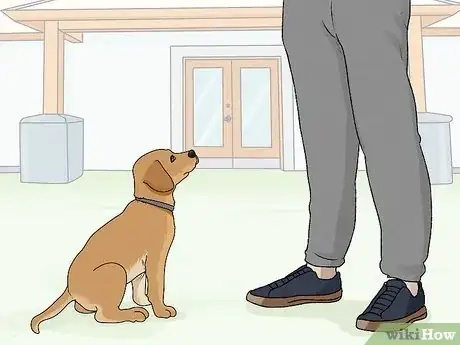 Image intitulée Train Labrador Retrievers Step 7