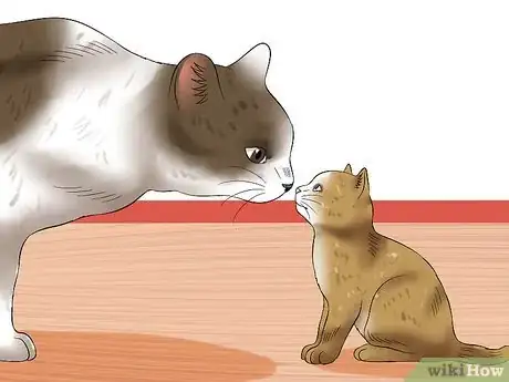 Image intitulée Separate Kittens from a Mother Cat for Adoption Step 20