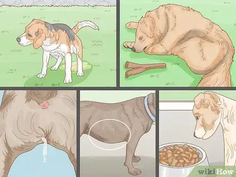 Image intitulée Get Rid of the Fishy Smell from My Dog Step 3