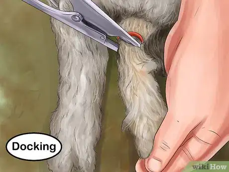 Image intitulée Raise an Orphaned Lamb Step 11